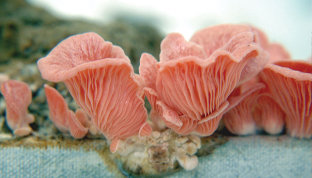 Jane Lawson, Pink Oyster Mushrooms Detoxifying Milton Friedman, 2012