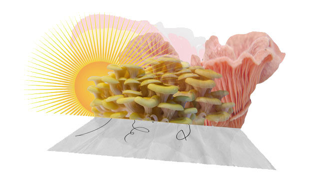 Image of yellow and pink oystermushroomw in front of orange and yellow sun, on top of partially glimpsed autograph