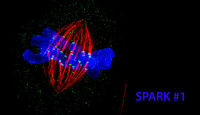 Image of electric-blue coloured chromosomes on black background, with red lines joining them and forming a rugby ball shape
