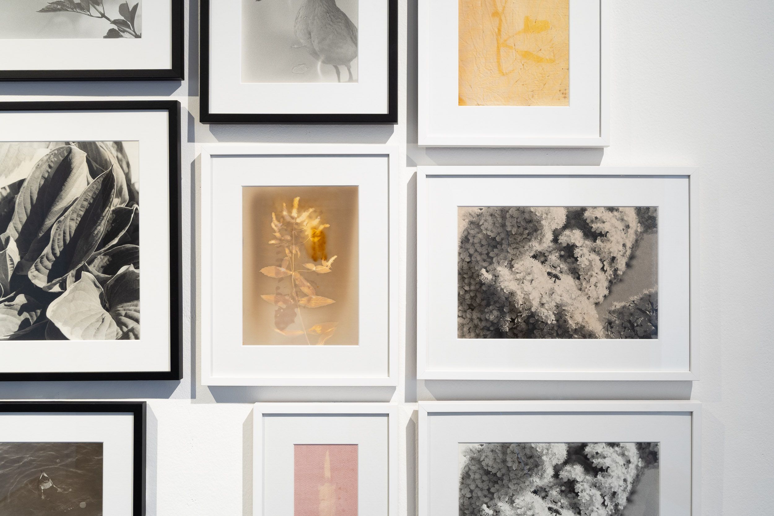 9 framed photographic prints of different parts of nature, like flowers, corn and leaves. Colours range from beige to black & white.