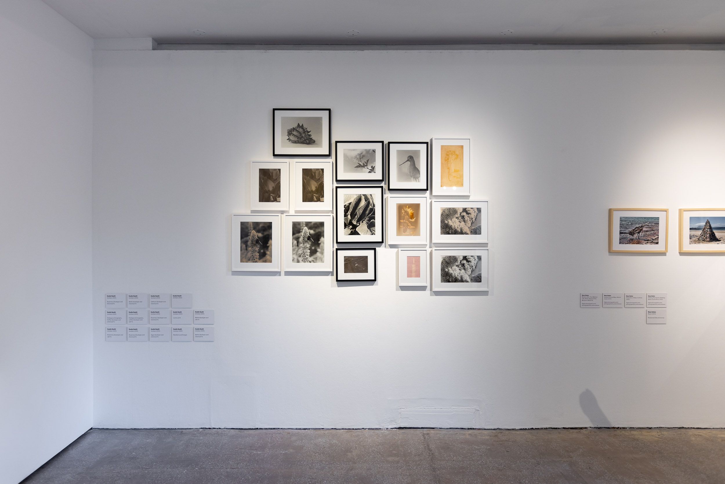 a white wall with lots of small, framed photograsphic prints wth natural elements like leaves, flowers, and vegetables. colours range from black and white to being and yellow. 