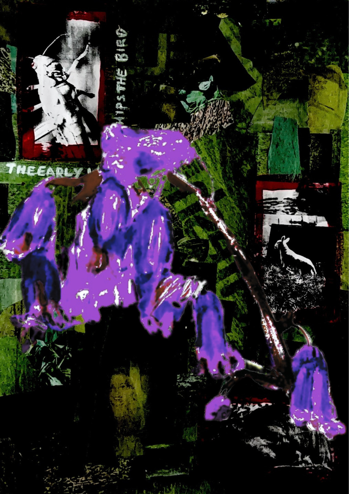 Amy Moss image